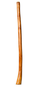 Gloss Finish Flared Didgeridoo (TW1069)